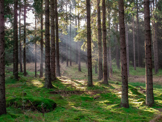 Fototapeta premium FOREST IN THE CZECH REPUBLIC WHEN SUNSET IN THE SPRING. LIGHT THROUGH BETWEEN TREES