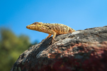 lagarto tomando el sol