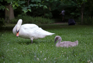 Swanling with parent in Prospect Park Brooklyn - 340425978