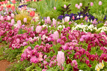 Garden with flower bed and colorful plants
