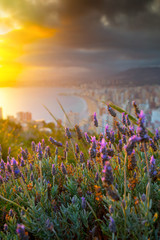 Flowers on wild lavender bush in the foreground on La Cruz Mountain that soars above beach resort and skyscrapers during an incredible sunset. Costa Blanca. City of Benidorm, Alicante, Valencia, Spain