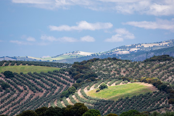 Andalusian hills with extensive olive groves with some holm oaks between them and green cereal fields