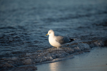 Ring Billed Gull