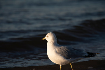 Ring Billed Gull