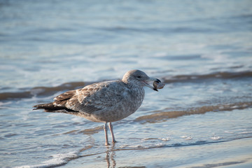 Ring BIlled Gull