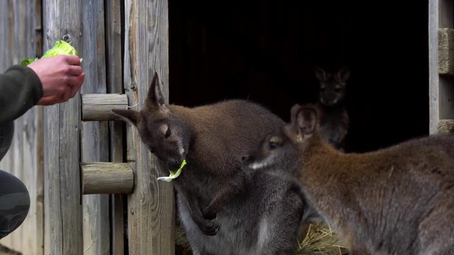 Detail to woman's hand feeding young sweet kangaroos with cabbage - close up 4k