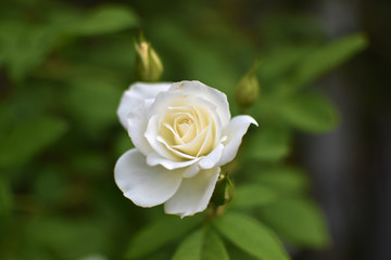 rose