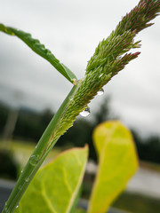 Raindrops on a branch in winter