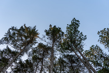 Paisaje de árboles