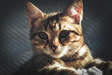 Fototapeta na wymiar cute kitty