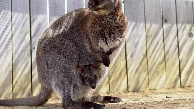 Kangaroo mother sitting with her baby in her bag and guarding him from danger - detail close up 4k