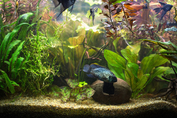 Home aquarium with colored fishes and green algae
