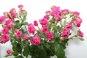 Shrub roses on a served table as a decoration. Closeup