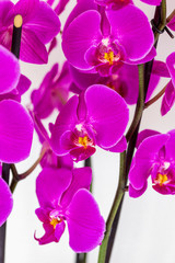 Fototapeta na wymiar beautiful purple Phalaenopsis orchid flowers, isolated on white background. Floral tropical design element for cosmetics, perfume, beauty care products.
