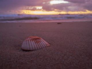 seashell on the beach