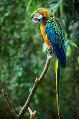 Blue-and-yellow macaw sitting on a branch (Ara ararauna)