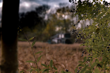 Blue berry tree with house in nature besides a lake