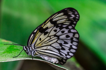 Obraz na płótnie Canvas nice butterfly on a flower in czech