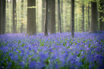 Bluebell forest in Hallerbos Belgium