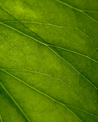 Fototapeta na wymiar Feuille verte avec une texture magnifique 