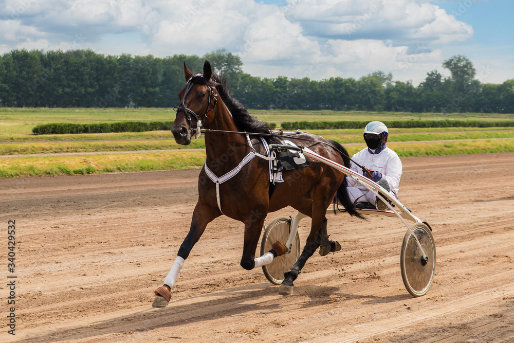 Wall mural horse race at the racetrack, horses track, stallions run, a rider sits in a carriage