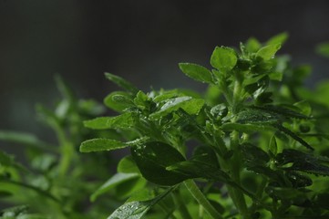 Leaves and twigs of basil close-up against a dark background