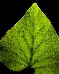 Feuille verte avec une texture magnifique 