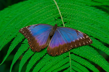 blue morpho butterfly on botanic garden
