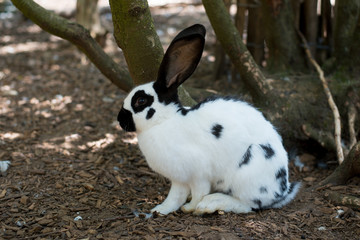 Domesticated rabbit