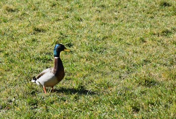 Obraz premium Anatra sull'erba verde