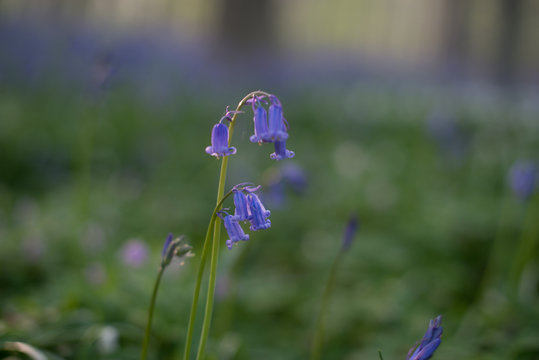 Details of bluebells