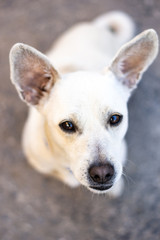 The friendly dog close-up on a fish eye lens