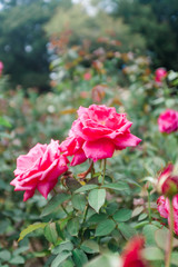 pink rose in the garden
