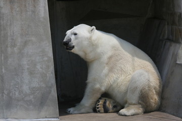 polar bear in zoo