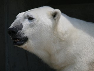 polar bear close up