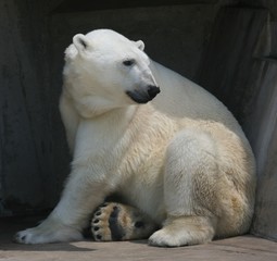 Fototapeta na wymiar polar bear in zoo