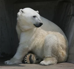 Deurstickers polar bear in zoo © CURTIS