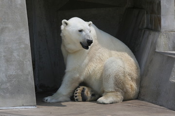 white polar bear