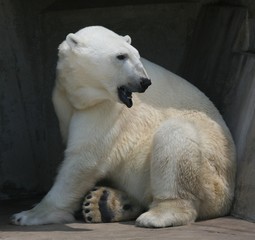 polar bear in zoo
