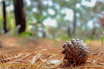 pinecone on dry leaves in the forest