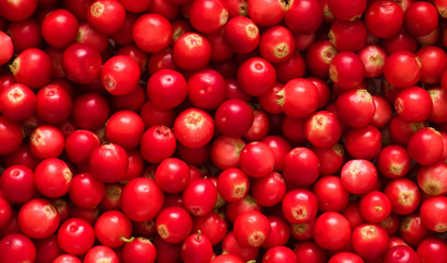 Beautiful Background of fresh cowberry