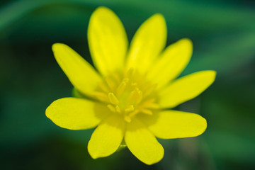 żółty kwiat ogrodowy macro na ciemnozielonym tle