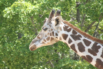portrait of a giraffe