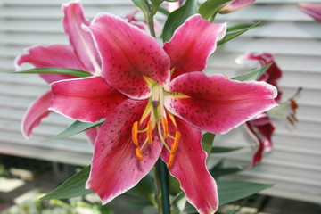 pink lily flower
