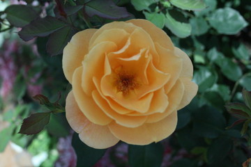 yellow rose in garden