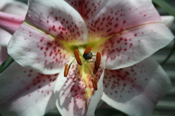 pink lily closeup