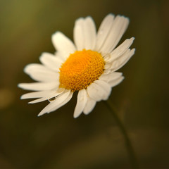 Fototapeta premium Kwiat makro