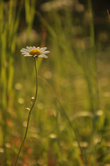 Kwiat na tle trawy © fotograbska