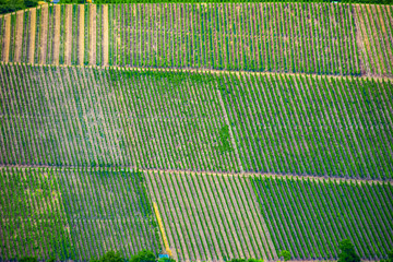 Arial view to the vineyards near city of Wurzburg