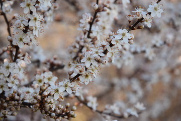Rami di alberi in fioritura